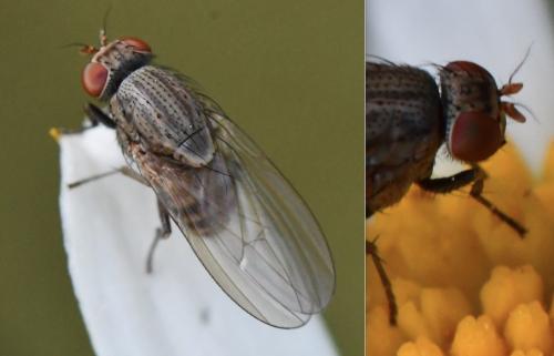 Réf. 283 790 : Minettia tabidiventris